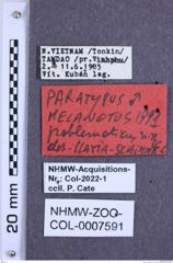 Etiketten zu Melanotus problematicus (NHMW-ZOO-COL-0007591)